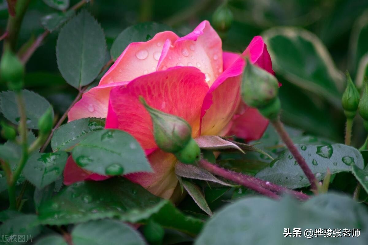 新乡医学院改河南医药大学，乃无奈之举，河南中医药大学尴尬吗？