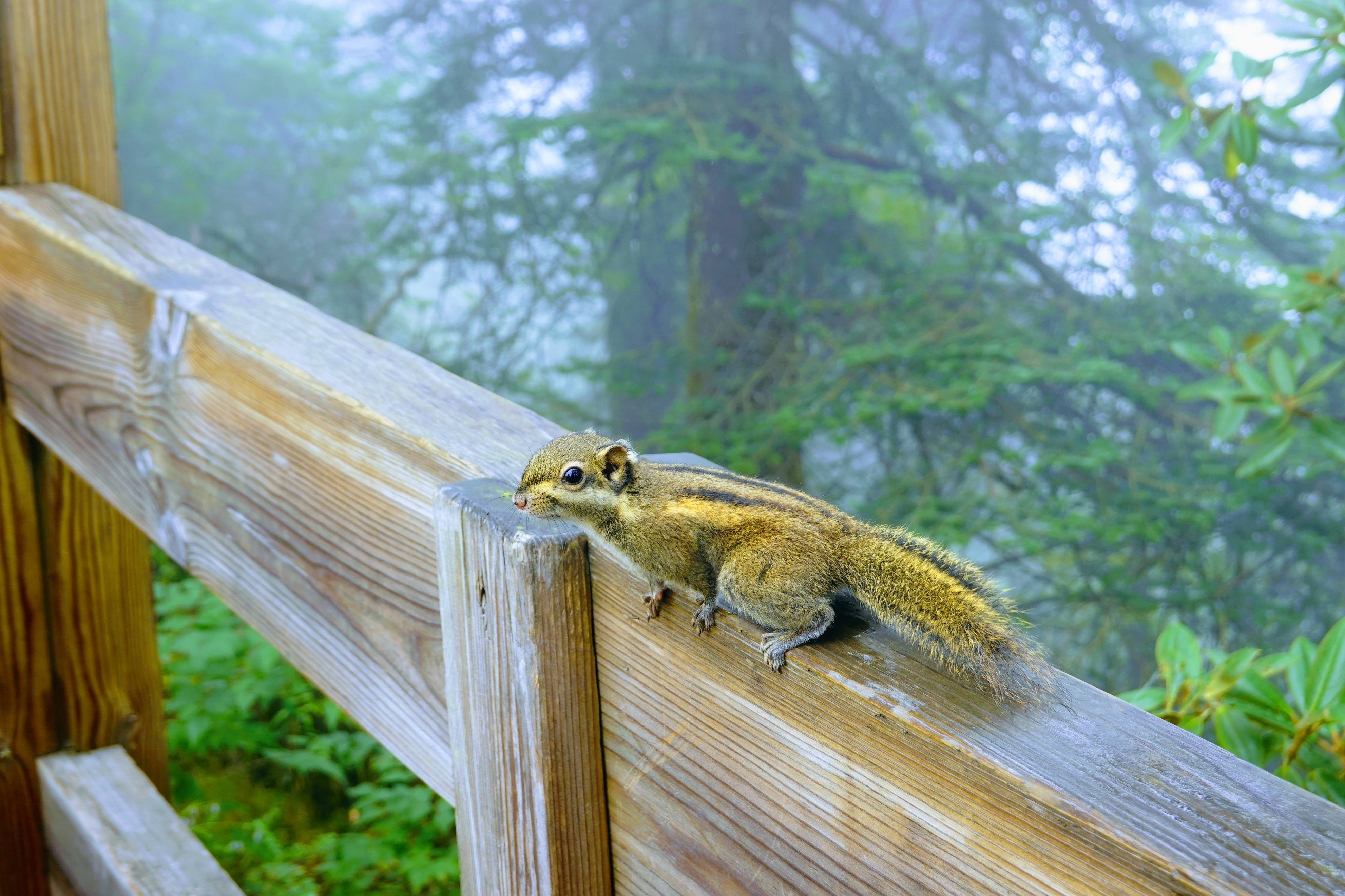 成都大邑徒步旅游攻略,大邑西岭雪山后山门票