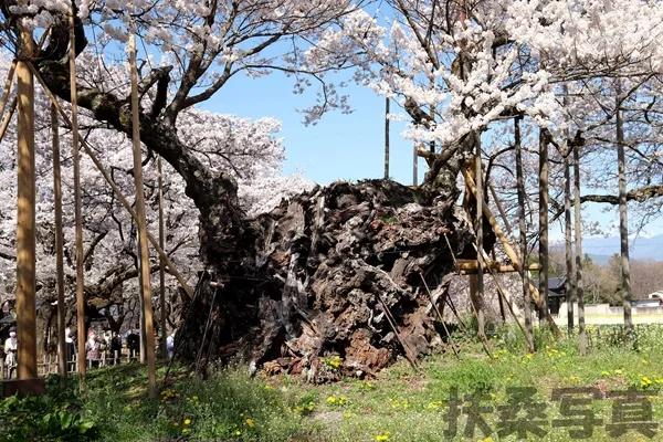 【说说日本的三大樱、五大樱以及观赏期推荐、交通路线介绍】