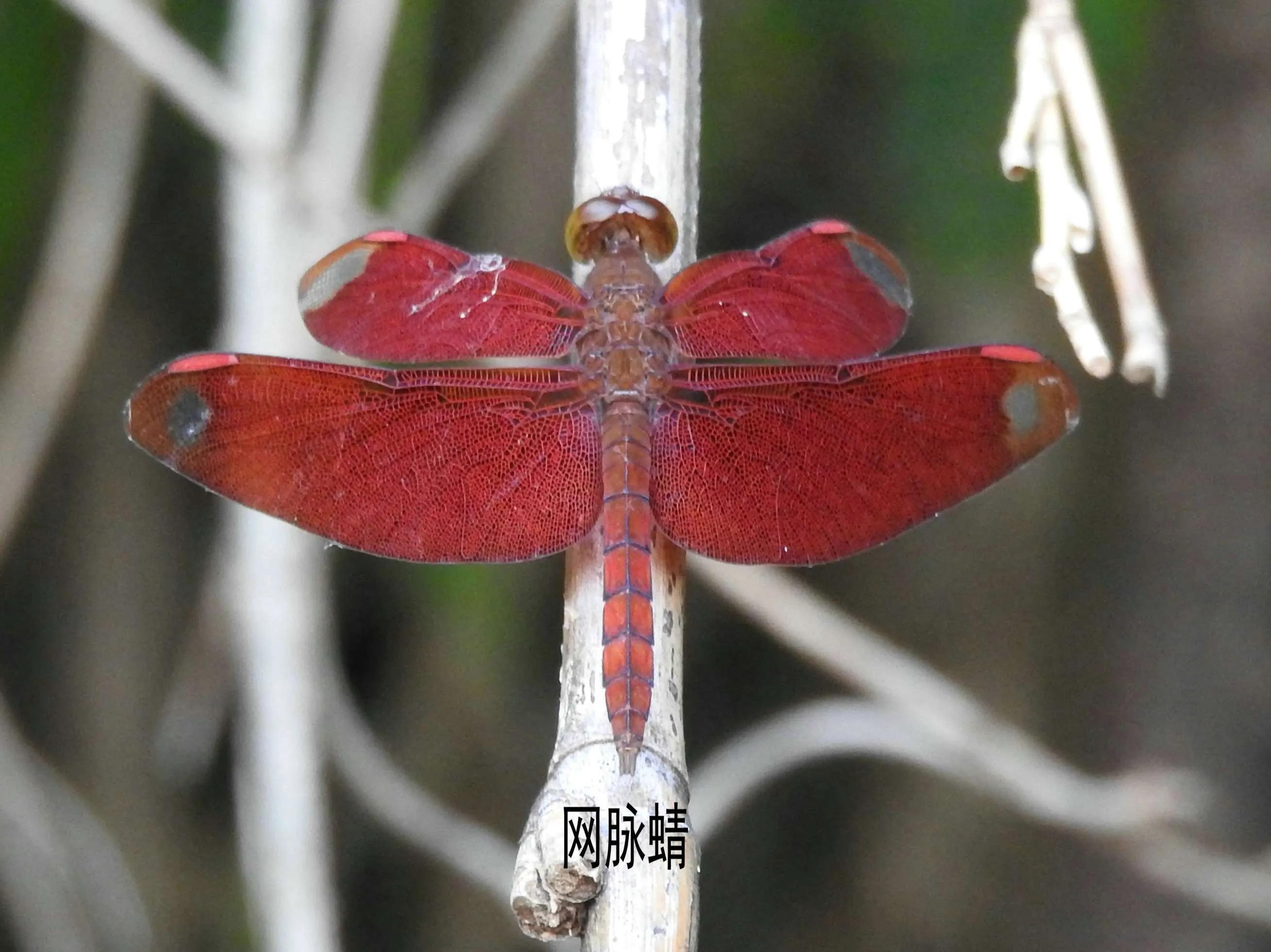 豆娘和蜻蜓是同一种动物吗,蜻蜓豆娘是珍稀动物吗