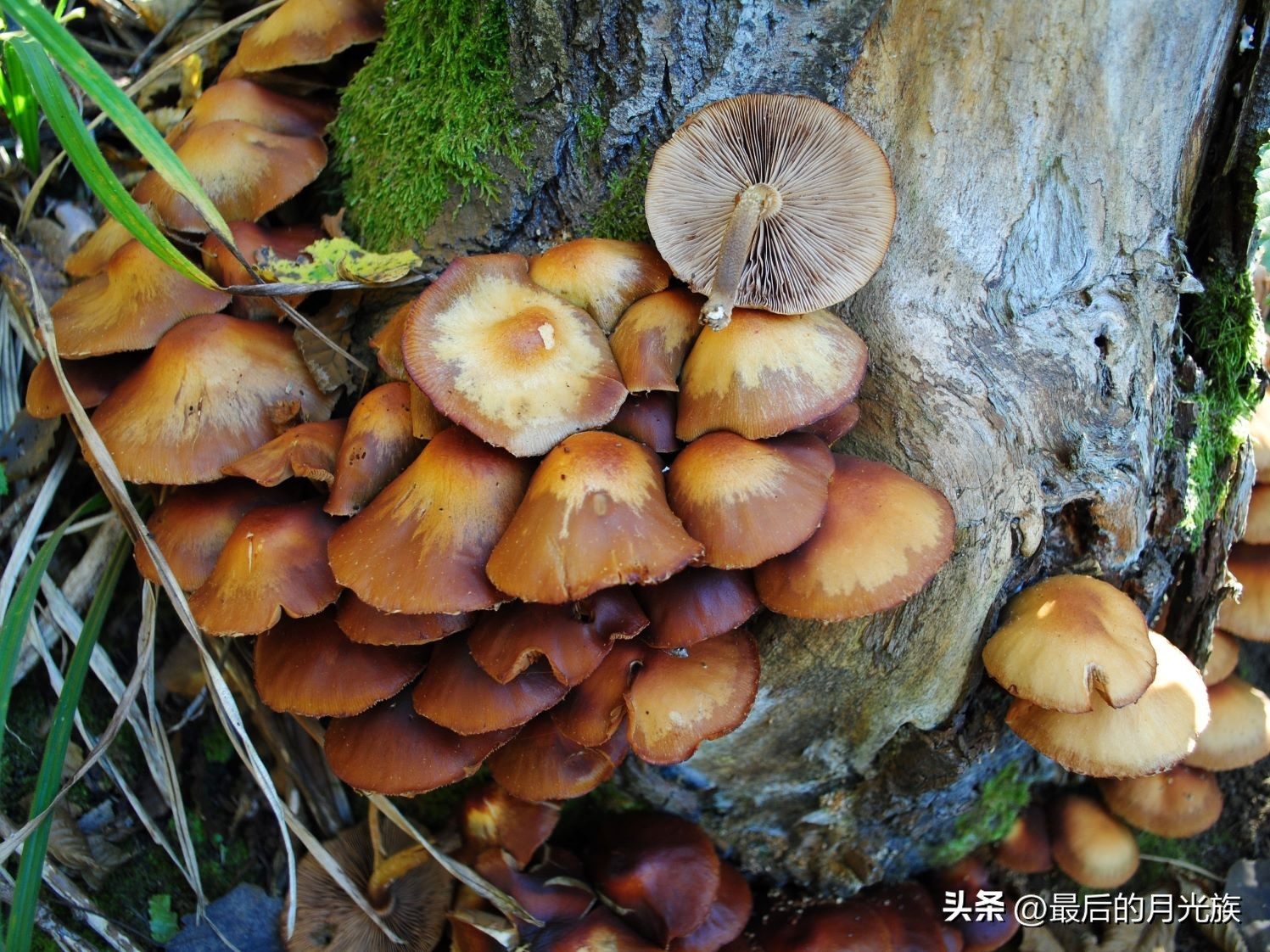 教你认识一下蘑菇,8种口味蘑菇