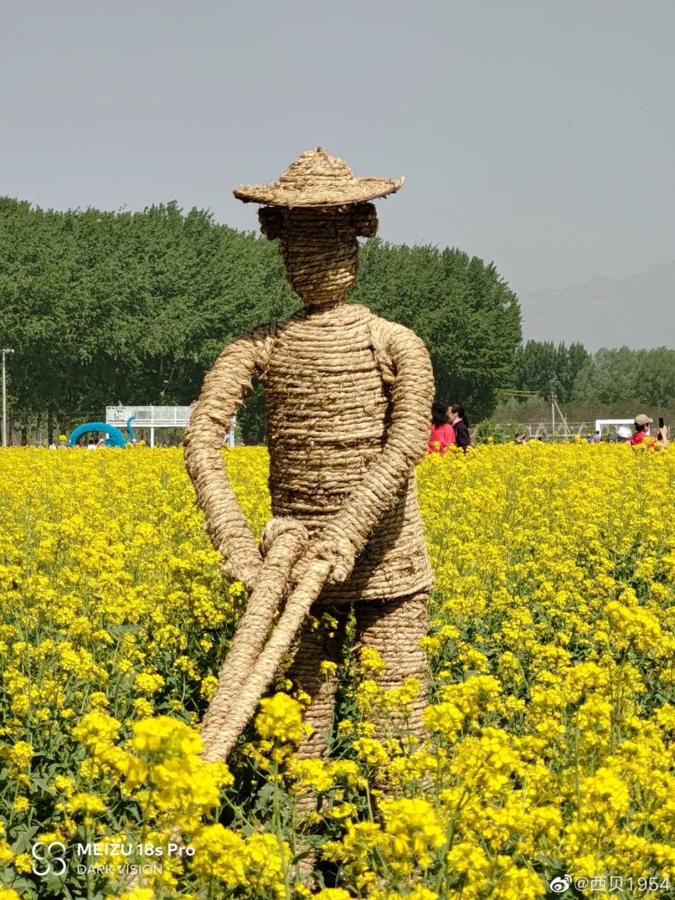 北京周边探秘京城最美油菜花海,北京油菜花必去的地方