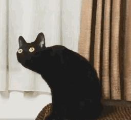 老人说好男不养猫好女不养狗,老人养猫为什么比较乖