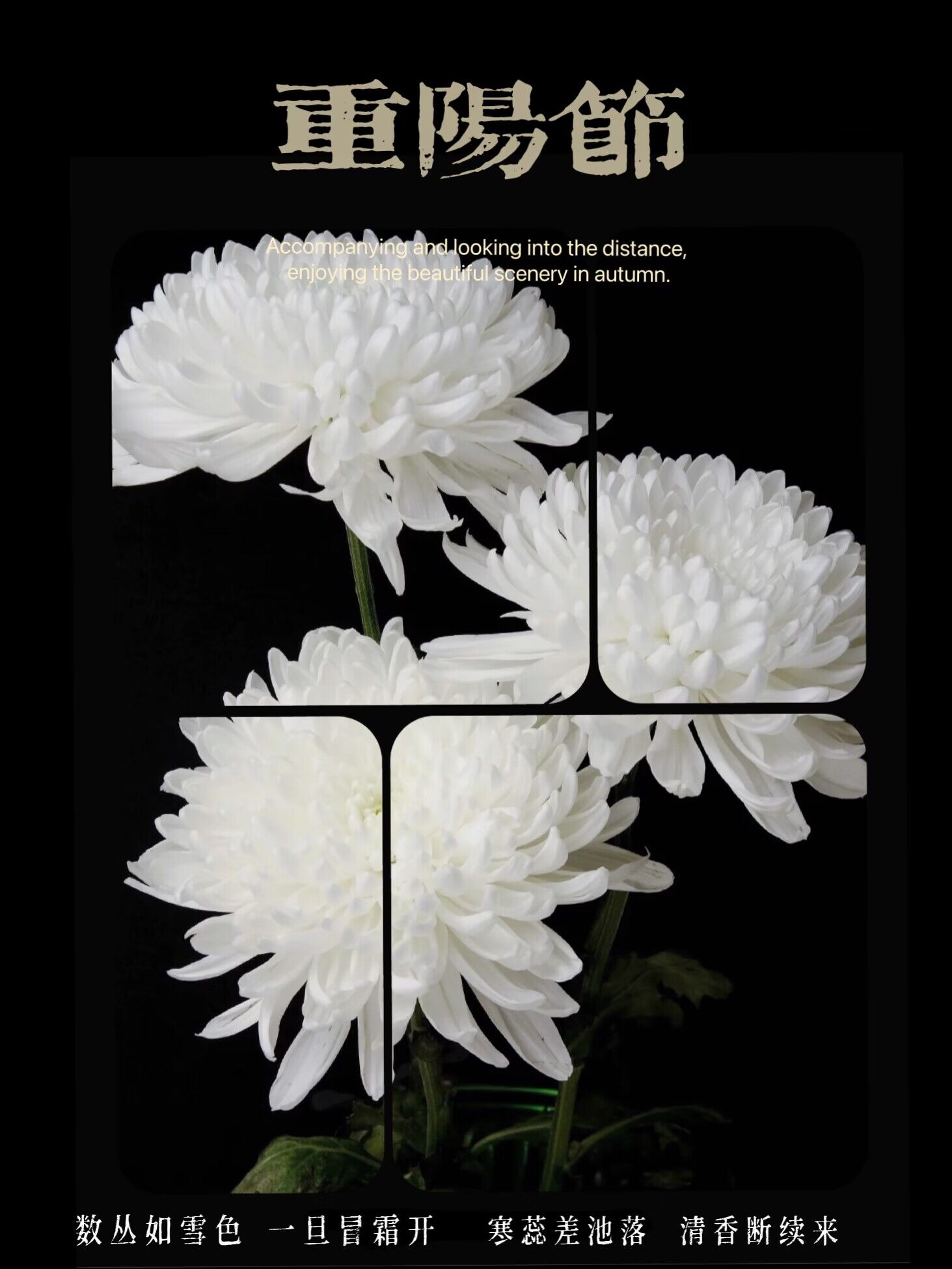 一年一度的重阳节如约而至,又是一年一度的重阳节佳节