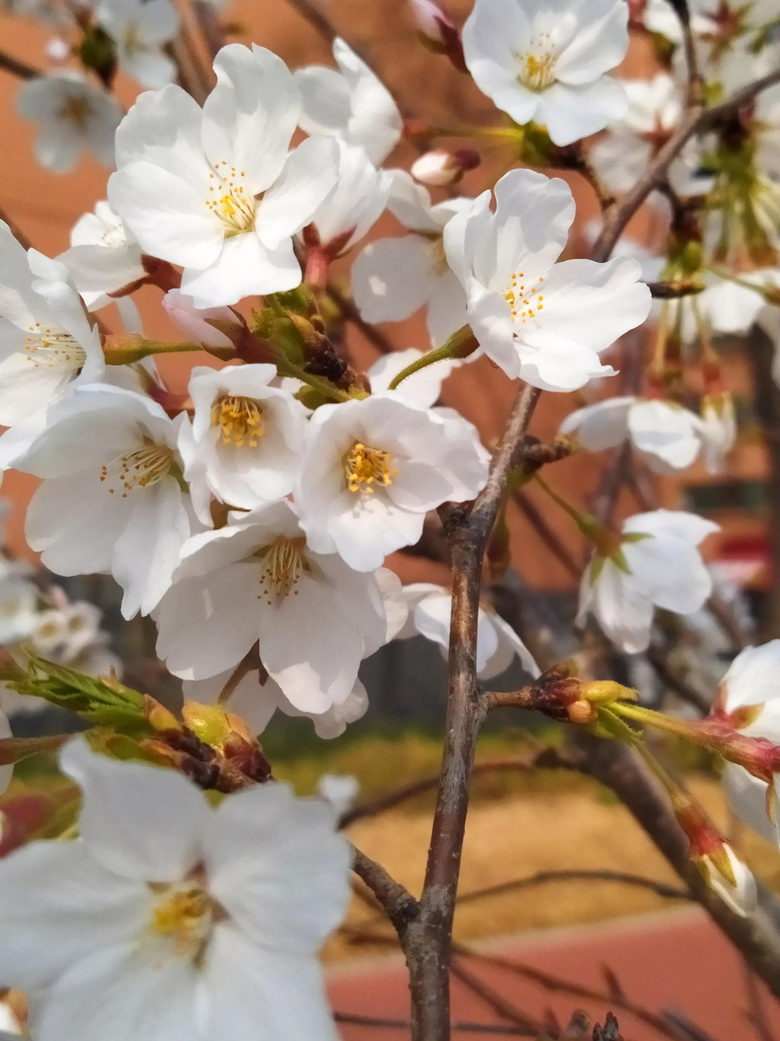 樱花烂漫的唯美句子,樱花烂漫