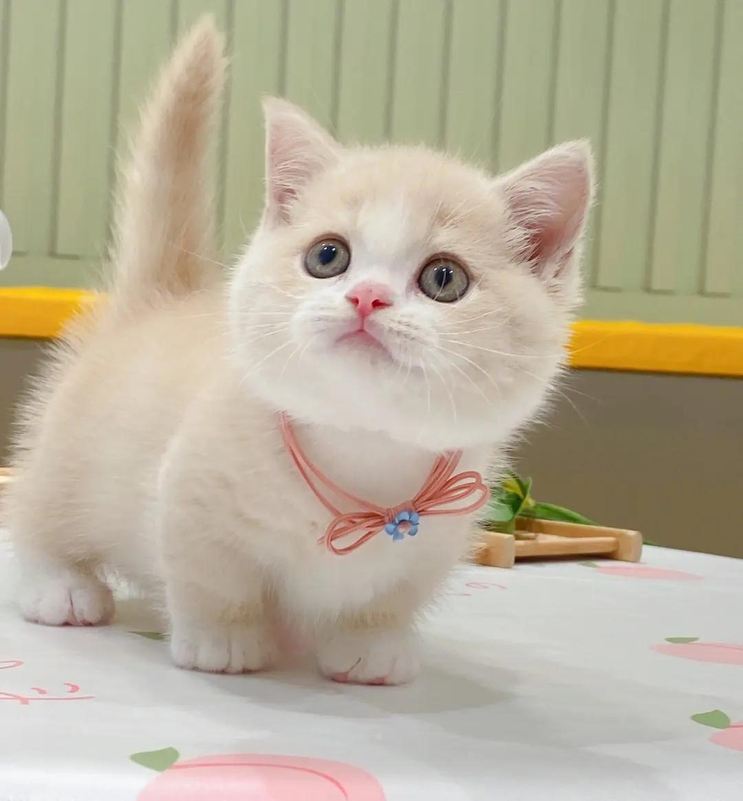 猫界中最通人性的几种猫你养了吗,5种便宜又好养的猫