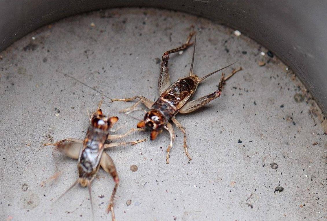 山东小古镇蟋蟀卖出3个亿,山东蟋蟀农村交易