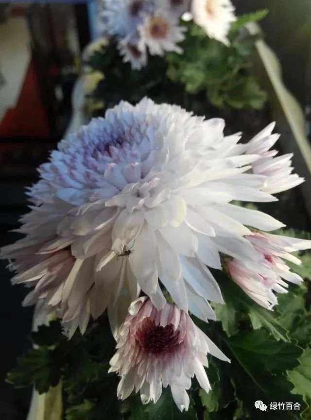 阳澄湖大闸蟹蒸多久,阳澄湖大闸蟹