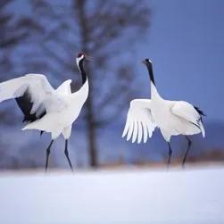 丹顶鹤女孩视频,丹顶鹤女孩墓地