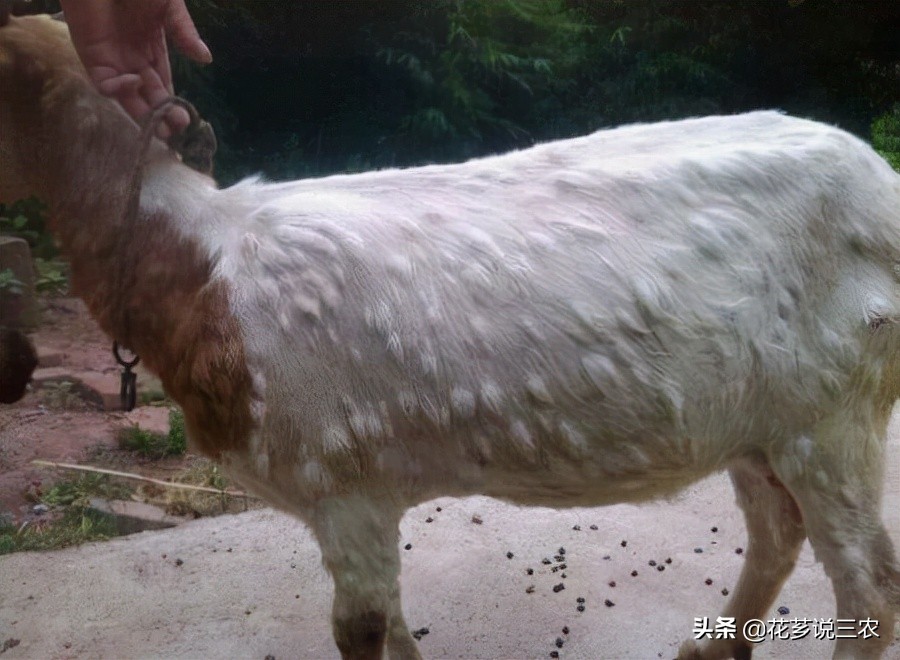 养羊的十大传染病,养羊须知预防哪几种传染病