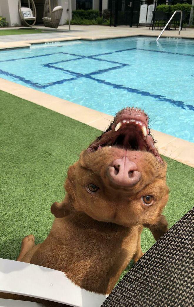 一身反骨的狗狗也有温柔的一面,天生反骨狗狗