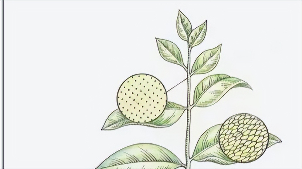 如何高效去除甲醛最有效的方法,装修后如何除甲醛用什么植物