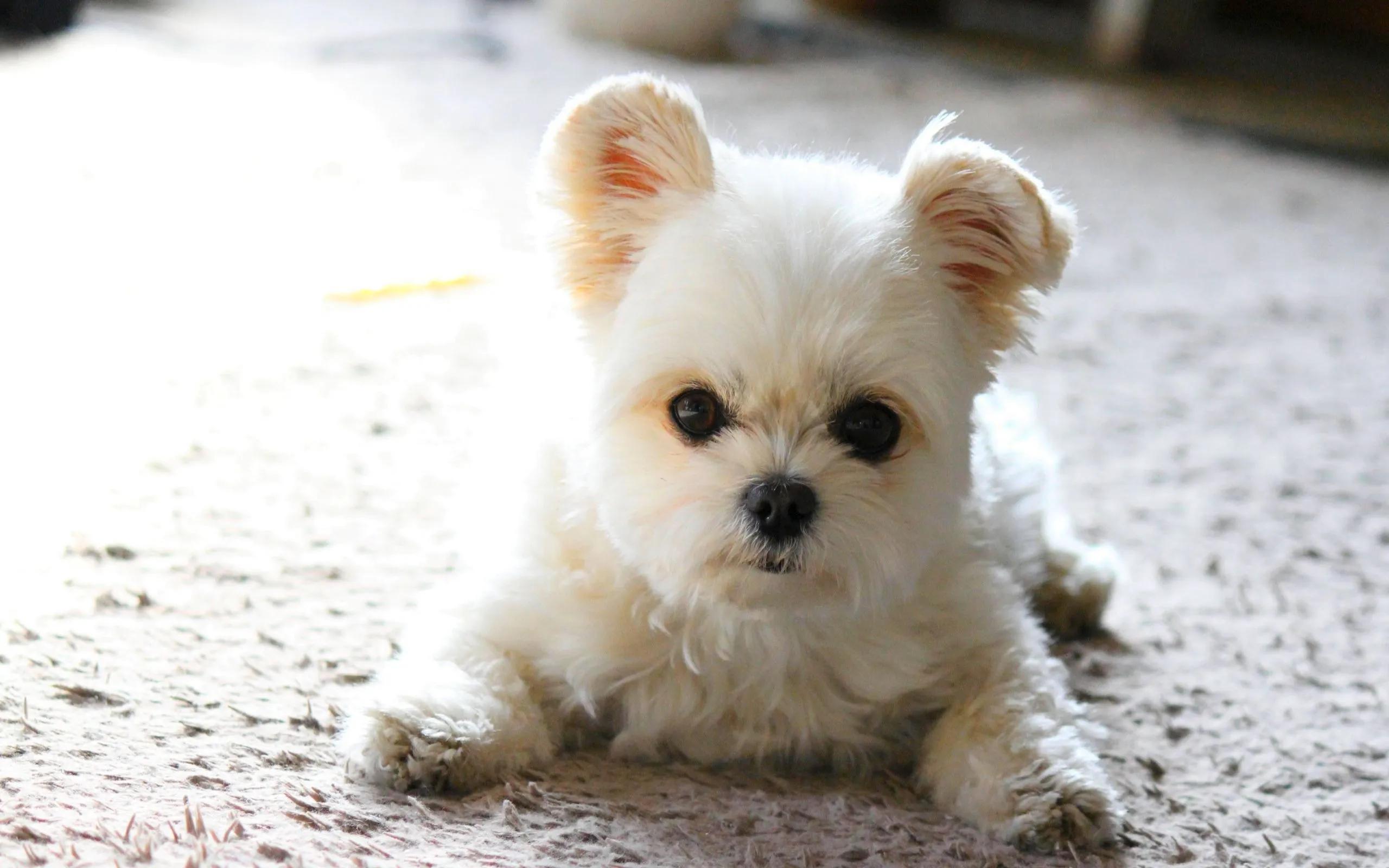 铲屎官十大罪状完整版,狗狗最常见的十种疾病图