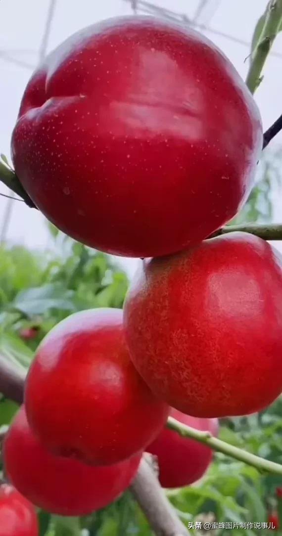 壁纸美图,各种水果,果香四溢,酸甜可口,丰收的喜悦