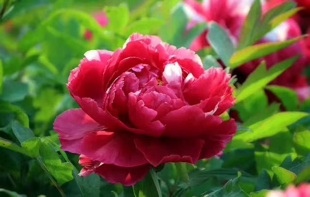 十二首牡丹诗词共赏国色天香,12首最经典的牡丹花诗词