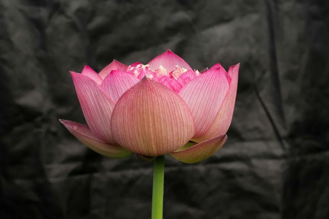 绝美的荷花品种大全图集,超好看荷花品种大型荷花