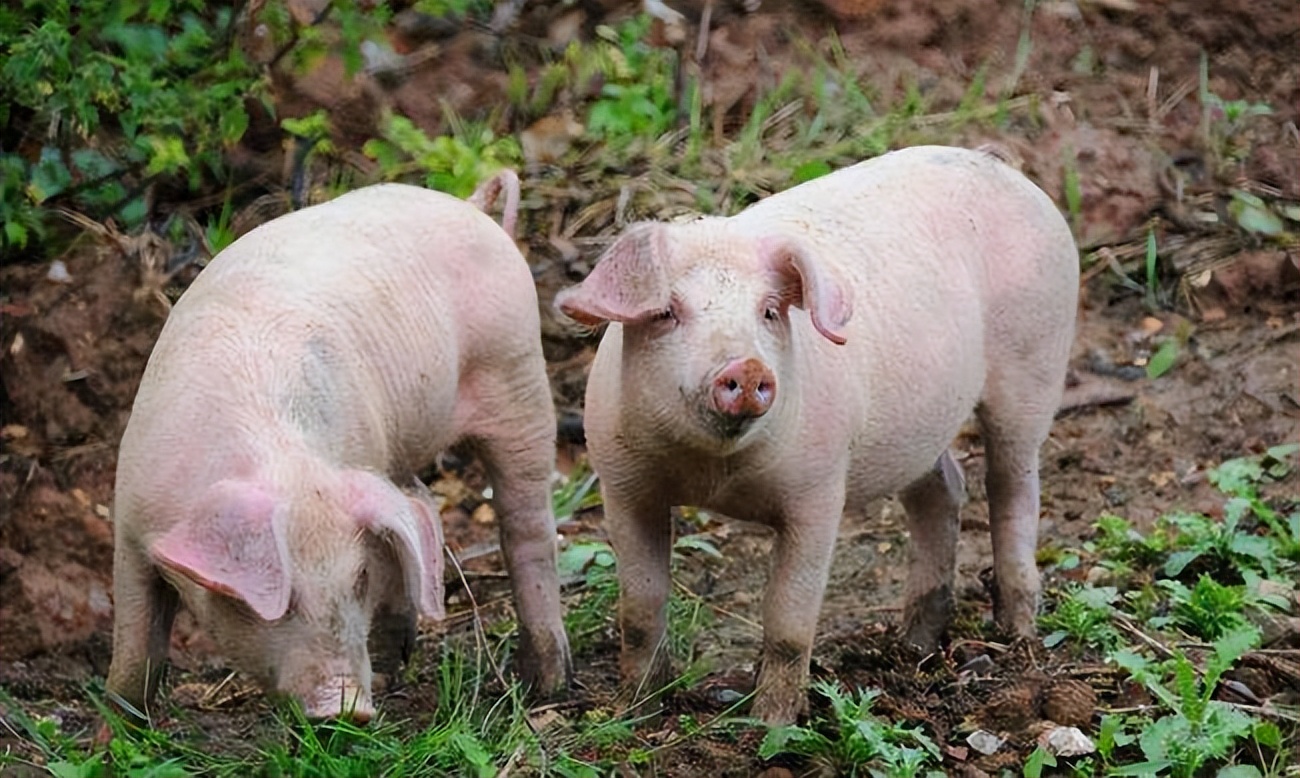 猪不吃食拉干粪球怎么回事,猪不吃食大便干球状