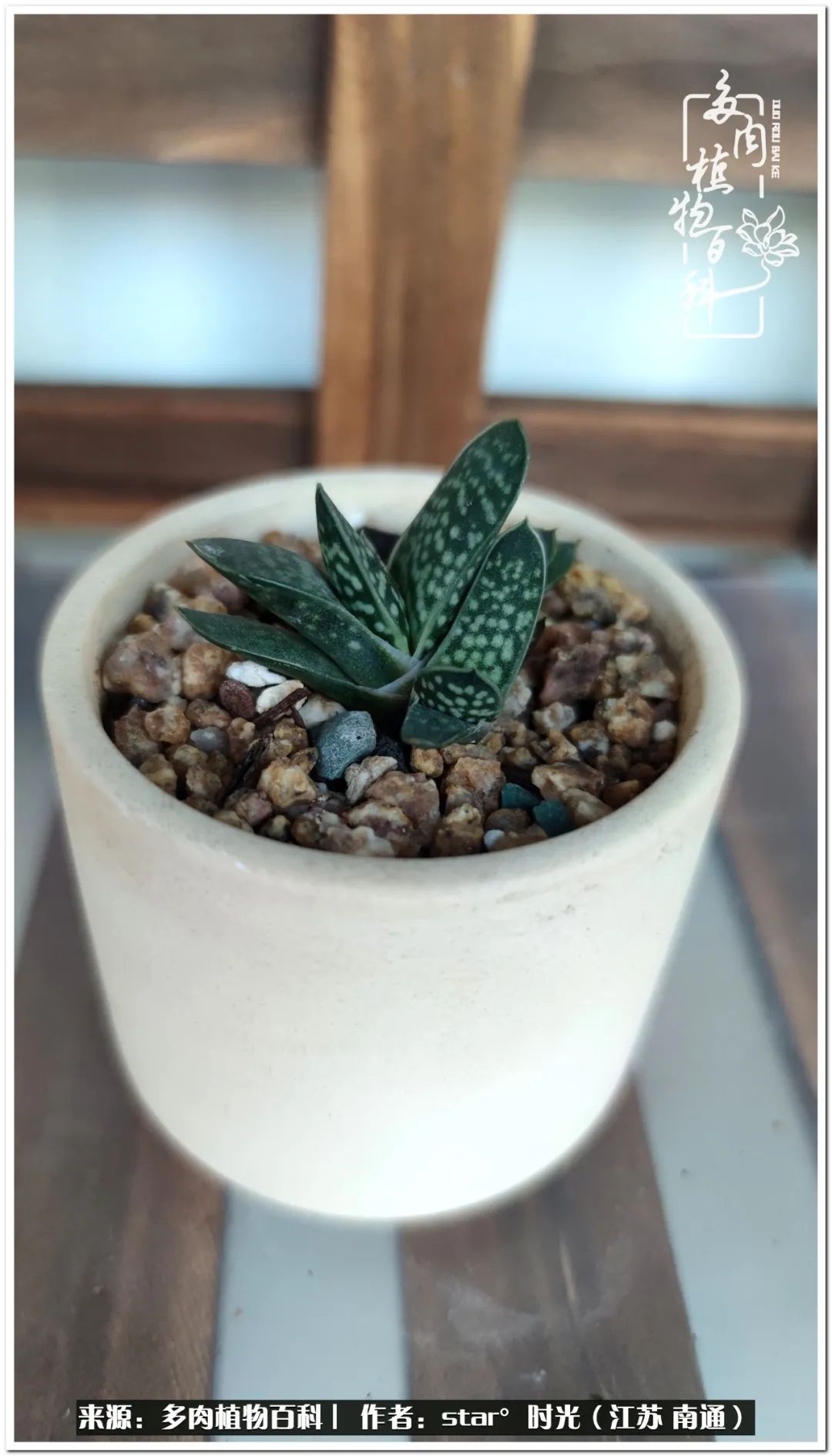 养花草怡心怡情,一棵多肉治愈心情