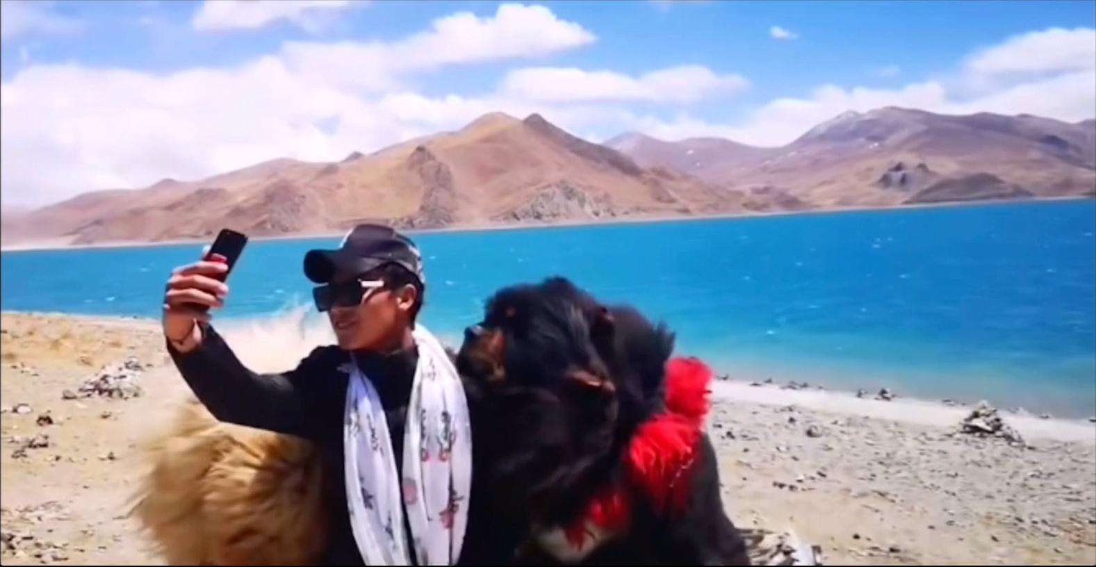 藏獒:中国的郁金香泡沫