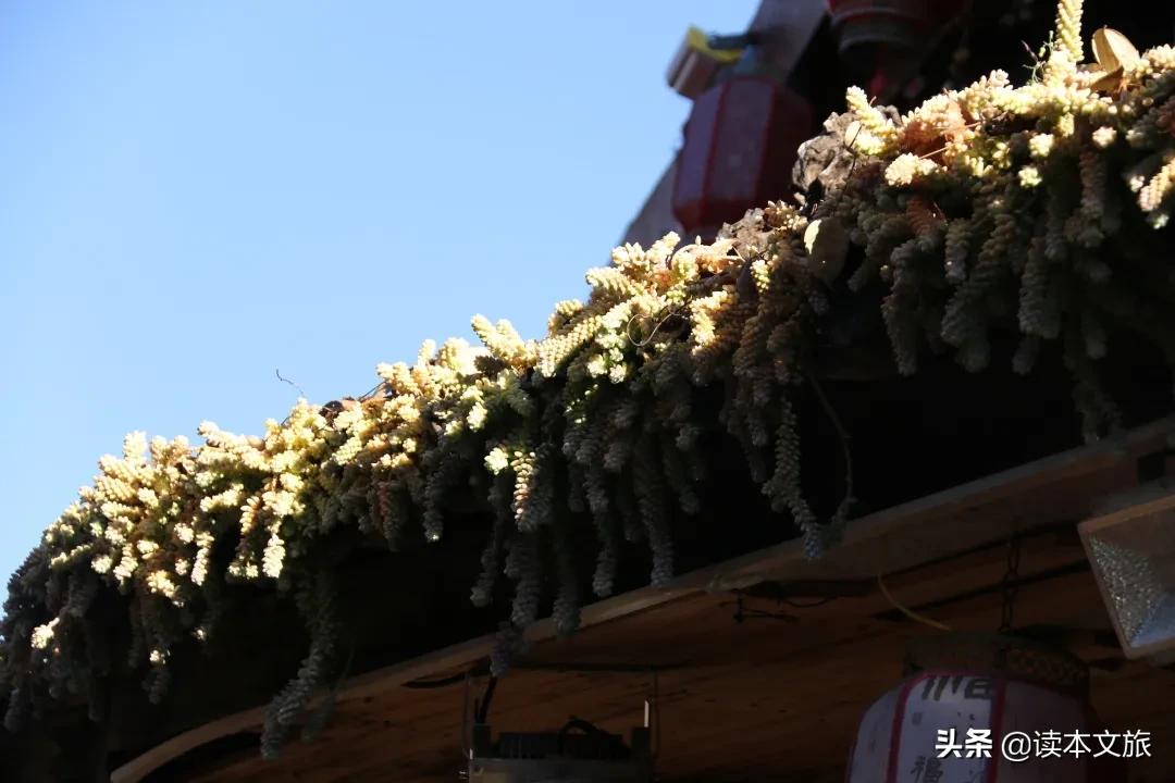 走进多肉世界,丽江古城多肉