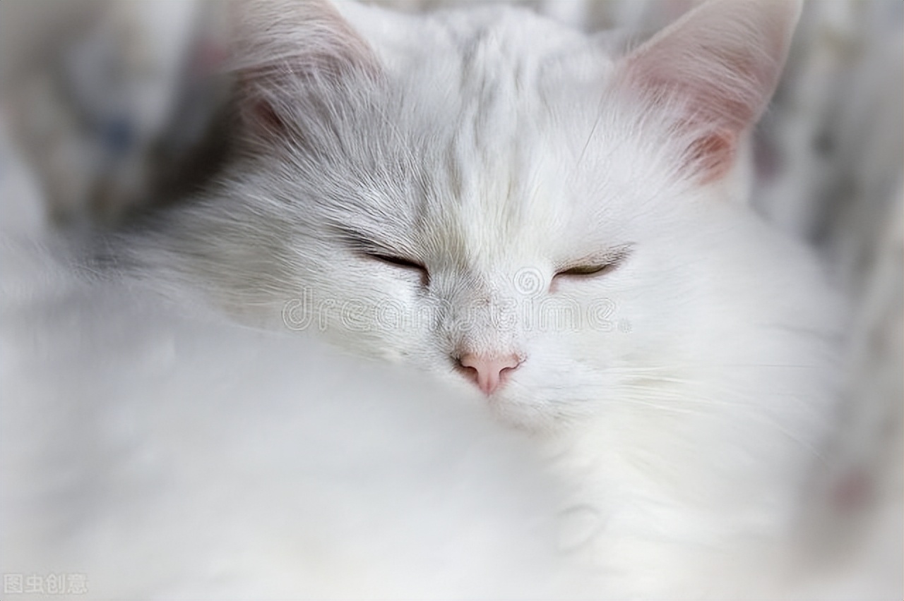 怎么给猫咪饲养环境消毒,如何饲养好银渐层猫咪