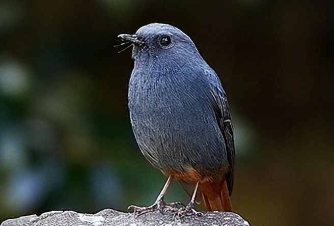 所有鸟图片大全大图,50张最佳鸟类摄影作品