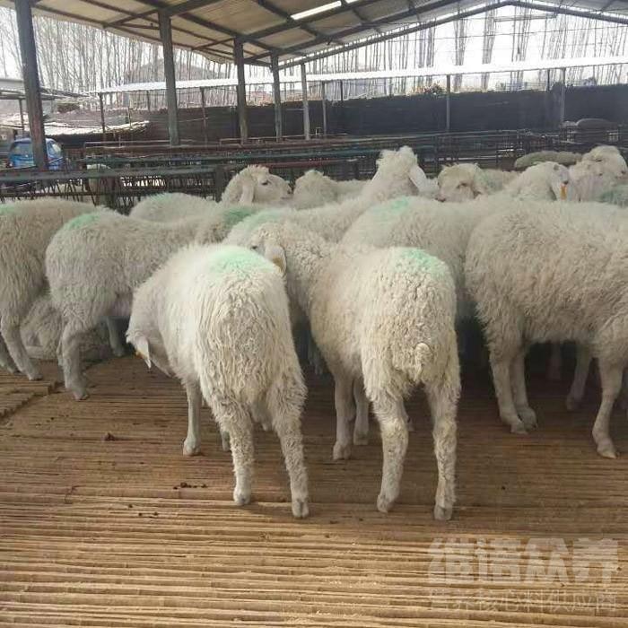 放牧的羊怎么养才长膘长得快,羊吃什么饲料上膘最快