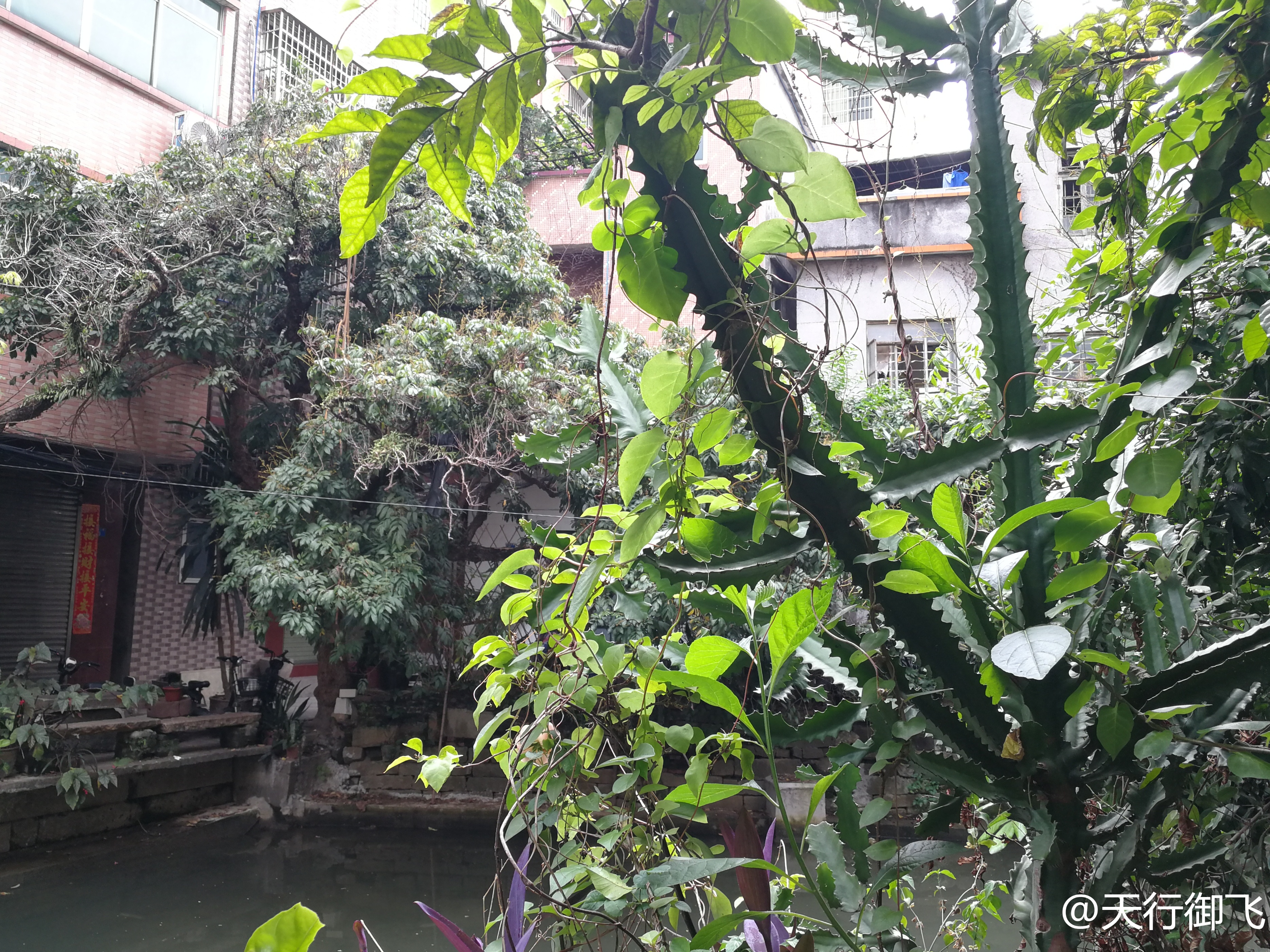 小洲村旅游景点地图,小洲村一日游最佳攻略