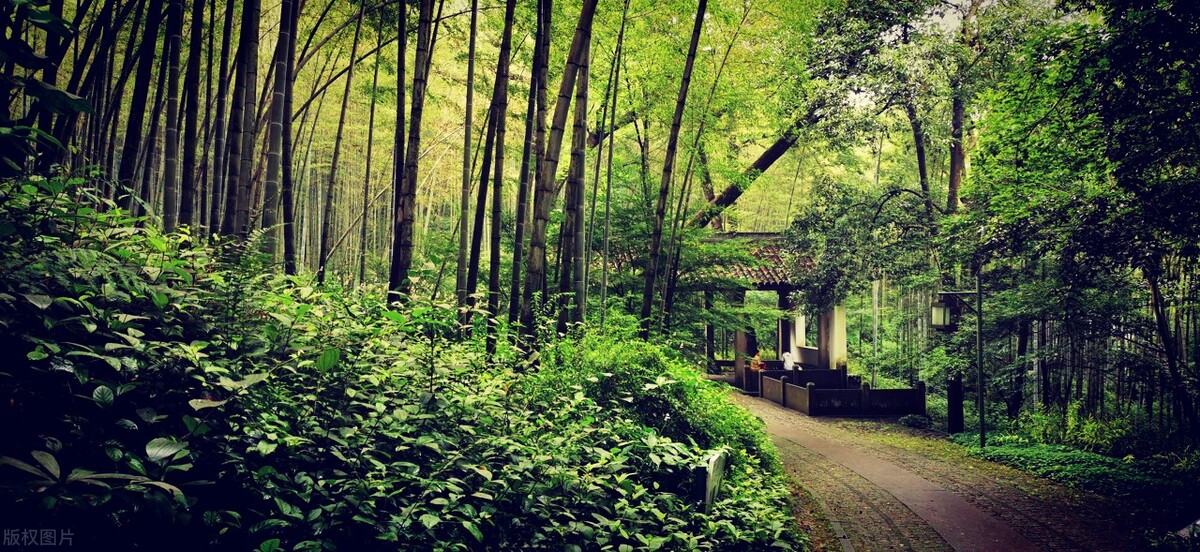 杭州6大品茶佳地推荐：喝完茶，心也清了