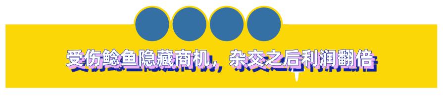 男子花20万买受伤鲶鱼,男子花20万买了一条受伤的鱼