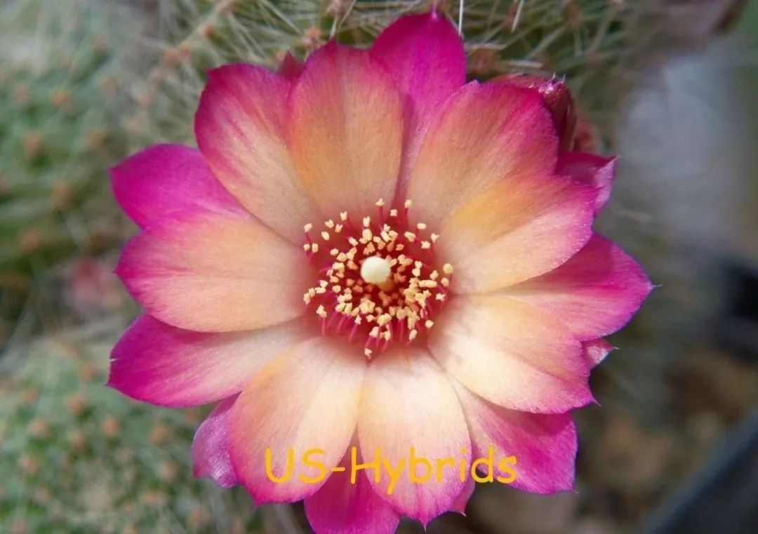 200种·仙人球开花图鉴，大开眼界，美到爆