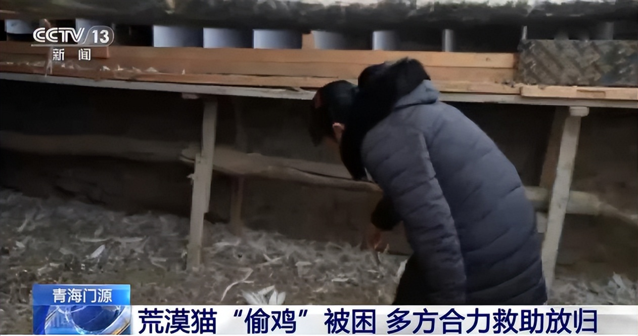 青海荒漠猫咬死100多只鸡,野生豹猫在山西咬死60余只鸡