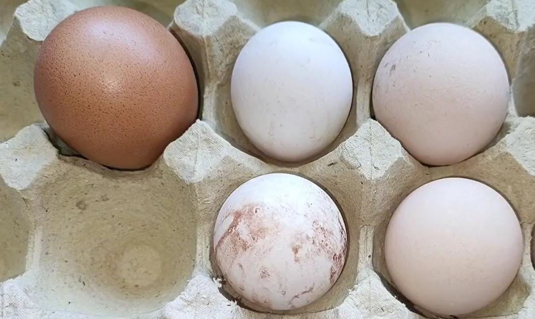 鸡蛋放冰箱的最佳储存方法,鸡蛋保存方法可直接放冰箱保鲜吗