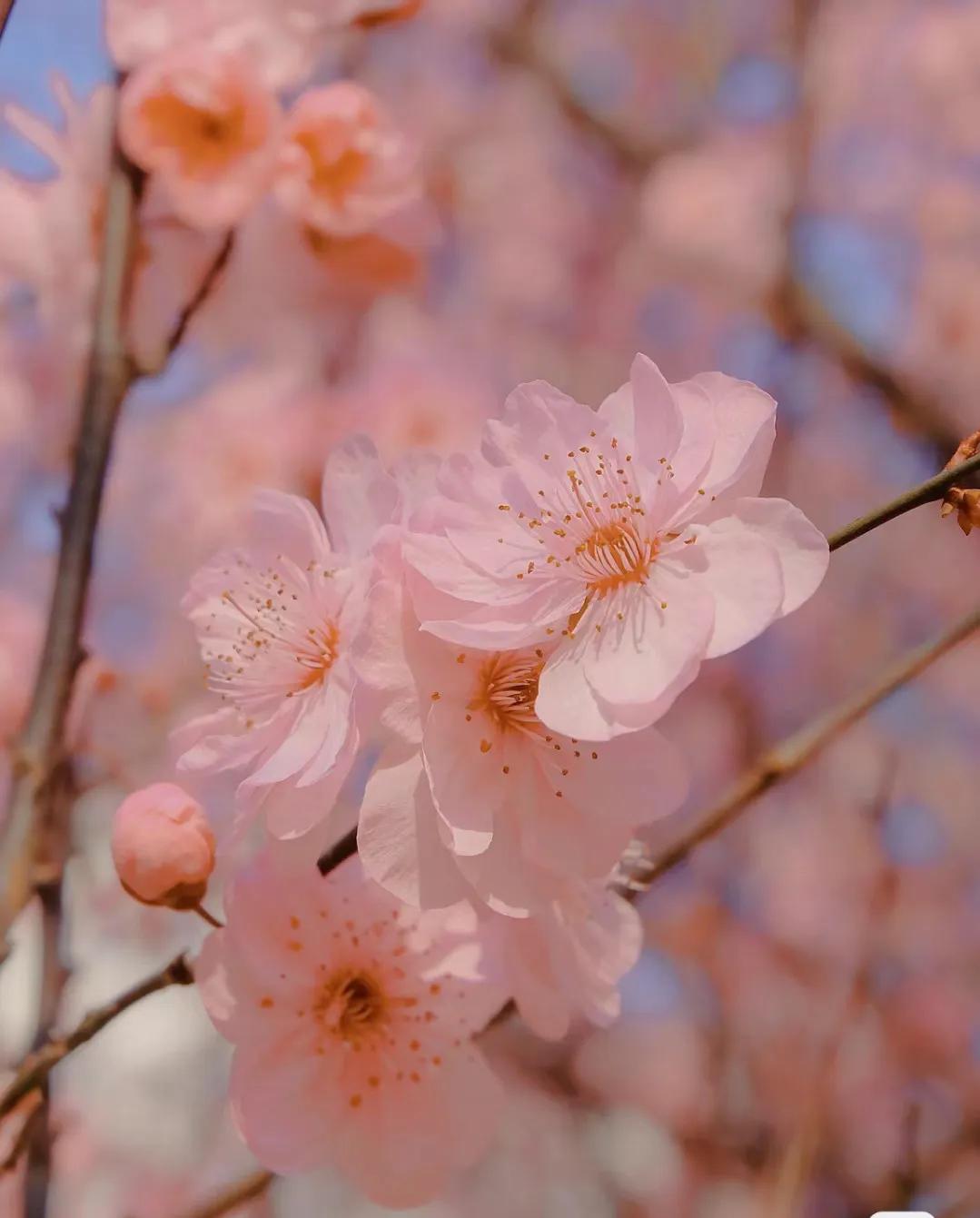 小众却又惊艳的诗词,关于百花的诗词