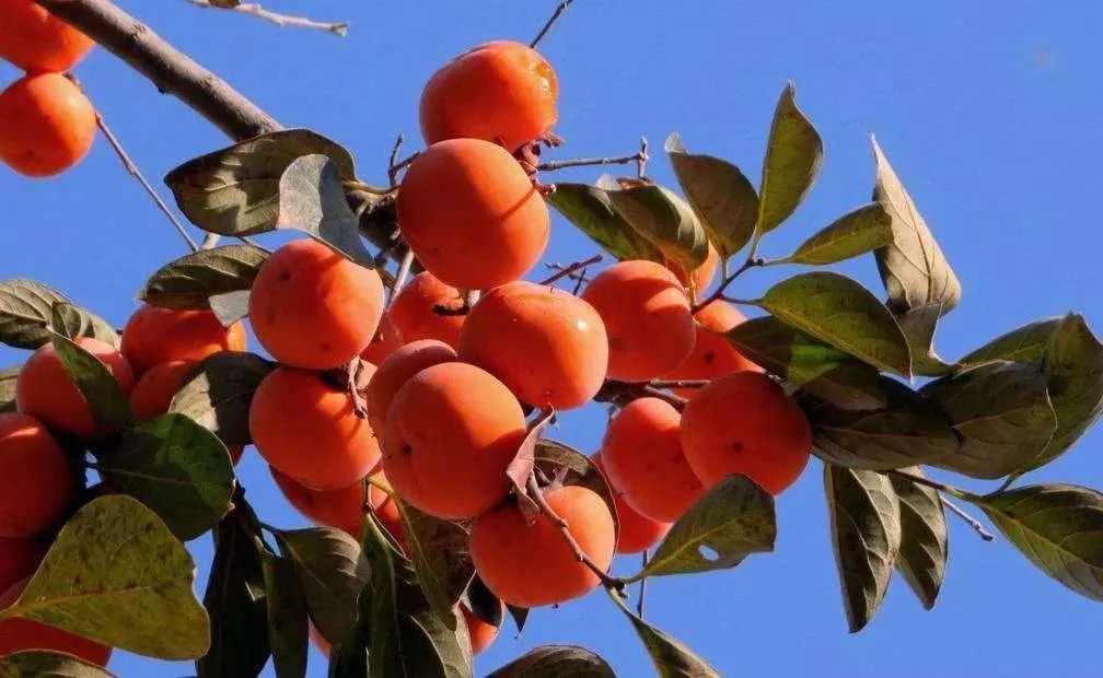 抓住秋天摘苹果,抓住秋天的尾巴赏红叶