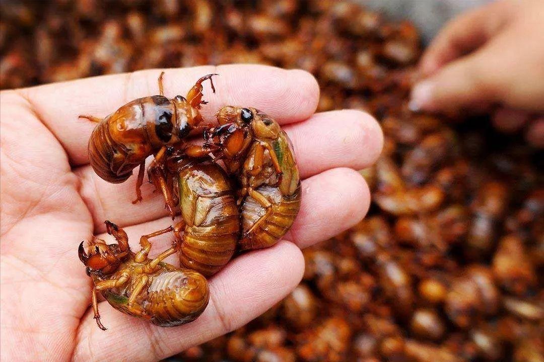 在美国知了猴泛滥,知了猴在外国泛滥成灾