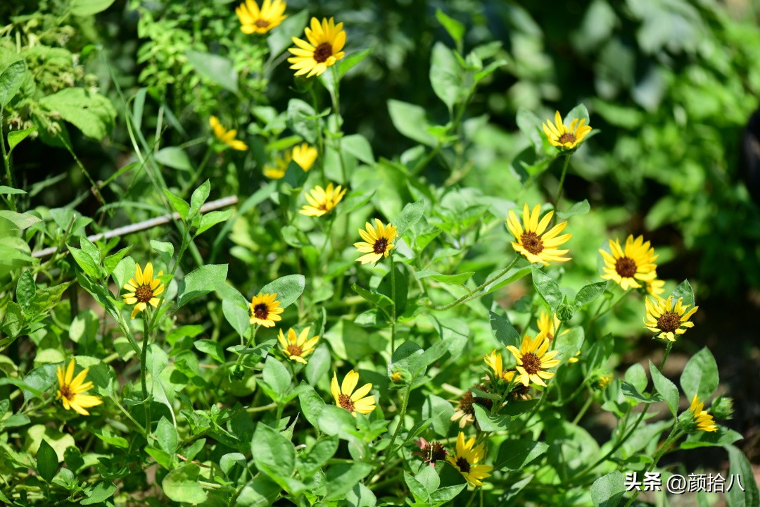 光辉岁月向日葵单朵花能开多少天,光辉岁月向日葵开花效果