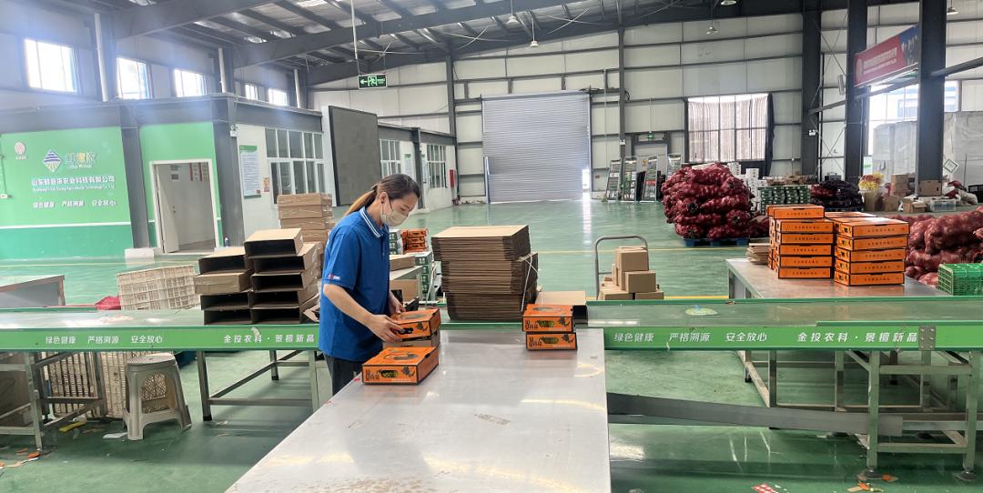 中国蔬菜之乡寿光菜苗,中国蔬菜基地山东寿光