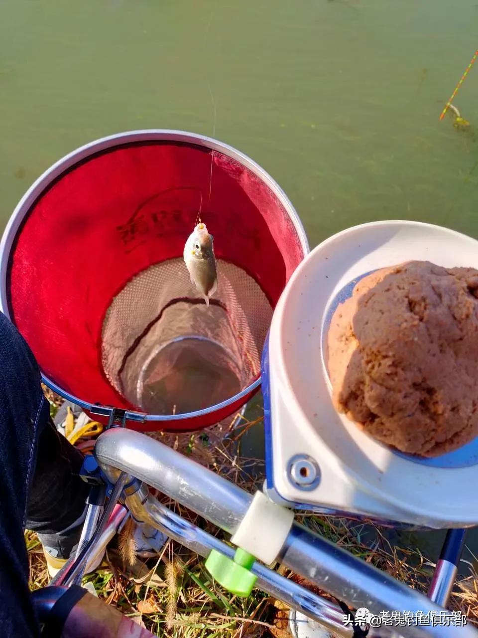 老鬼鲜蚯蚓拉饵多少钱,老鬼鲜蚯蚓拉饵怎么样