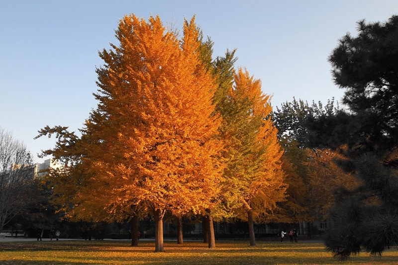 2022升学报考｜聚焦院校｜北京理工大学