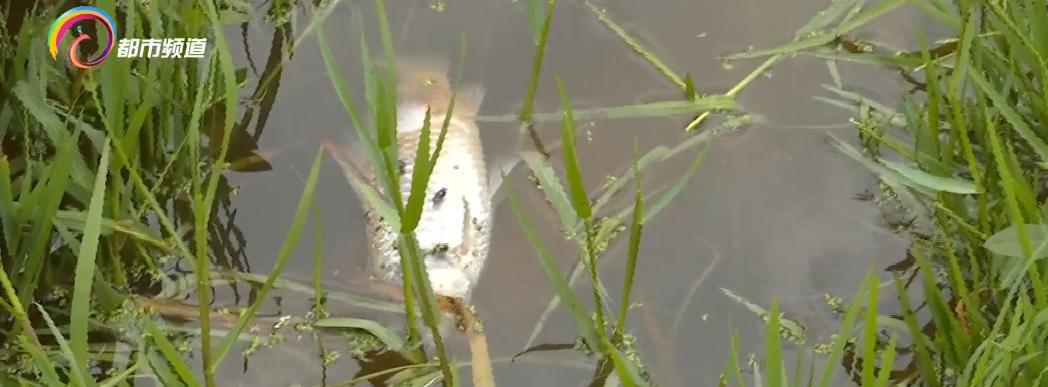 水库鱼死亡原因判断,水库捞鱼死亡水库有责任吗