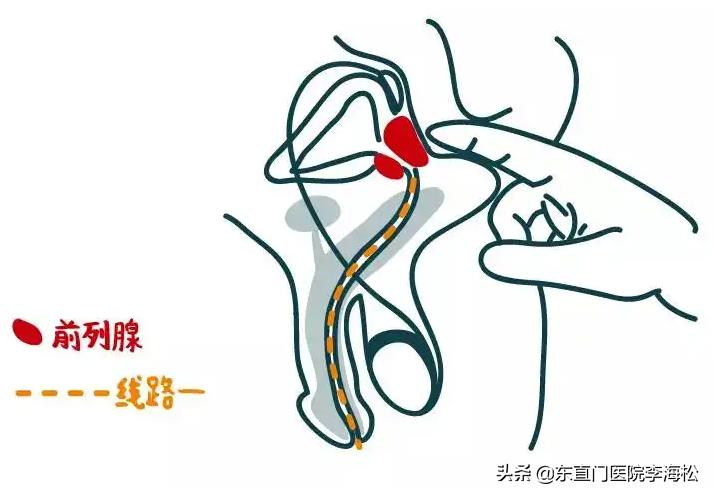 前列腺科普素材,前列腺是啥科普动画