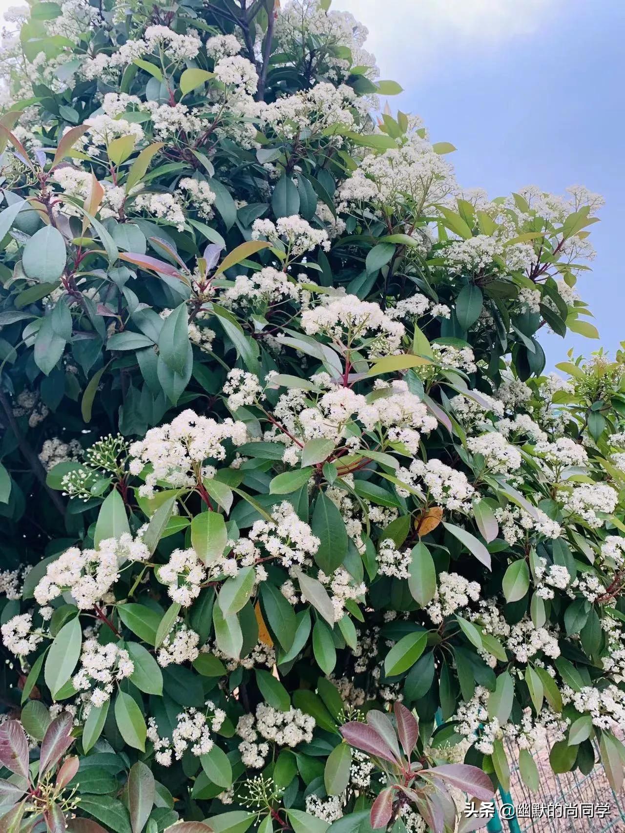 什么叫石楠花,石楠花为什么是石灰味儿