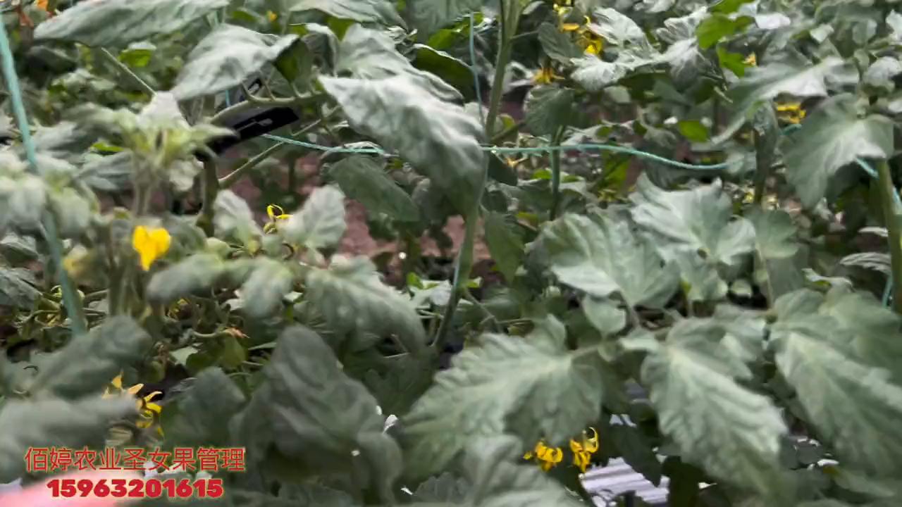 佰婷农业技术服务雨宏农资