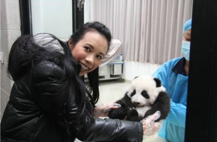 多位明星为国宝丫丫发声！黄晓明惹争议，身为熊猫大使出面太晚