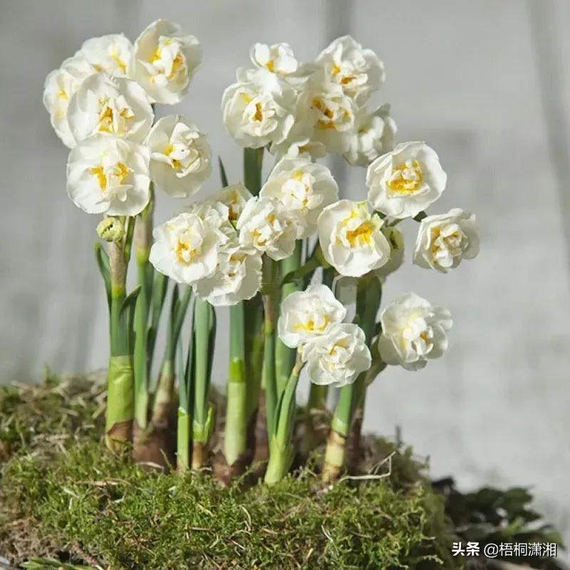 这种花养护非常简单,4种花随便一养就爆盆