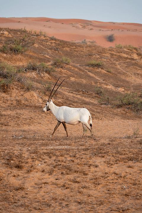 阿联酋丽思卡尔顿,阿联酋野奢帐篷