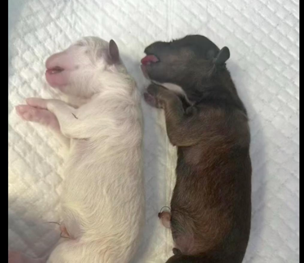 狗狗难产死胎在肚子里待久了,狗狗难产主人用手助产