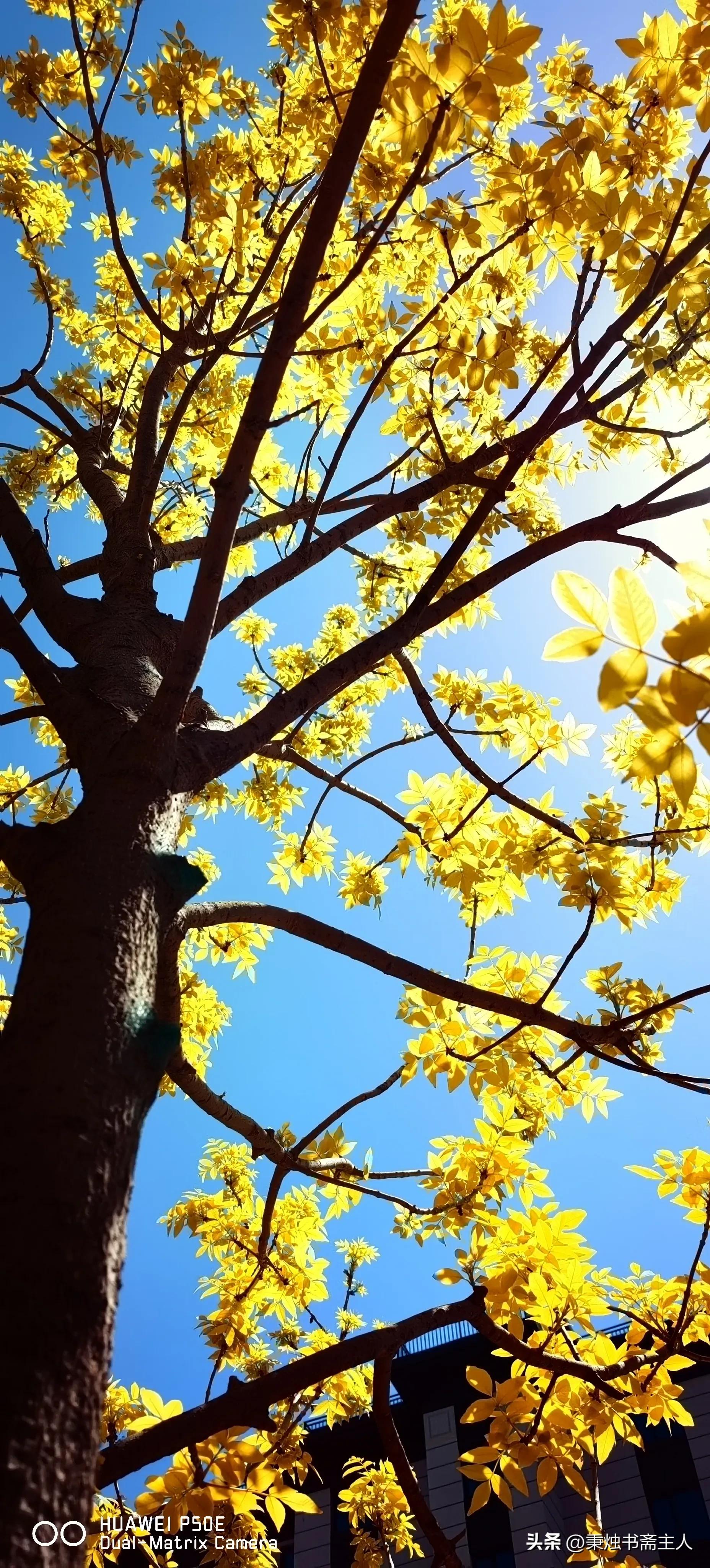 我的一点学书经验，或者说选帖经历——都是缘分