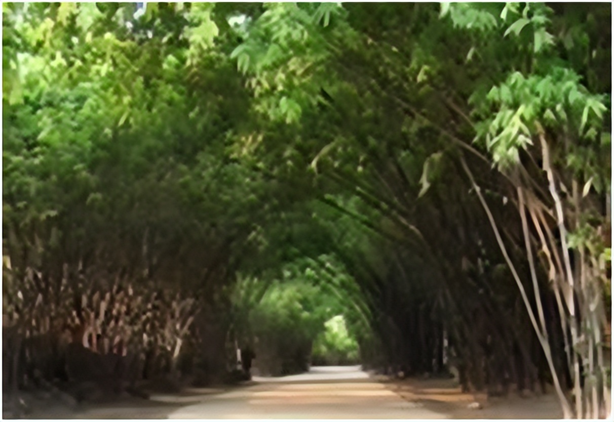 大学青春的绽放,大学青春